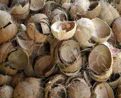 coconut shell